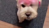 泰迪犯错了，怕主人揍它，泰迪居然拿钱讨好主人！