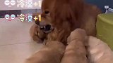 金毛带娃表情成亮点，不言不语又好像说了千言万语