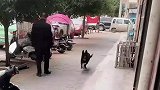 精神小狗，这狗狗的主人领来了两次，这狗狗就记住路了