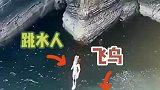 鸟儿怎么也没想到，自己会陨落于股灾