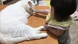 6个月的小宝宝伸手摸大白猫，温馨的画面把心都融化了！