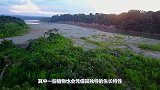 小伙野外看到大树“不断流血”，用斧头劈开后，发现这树不简单