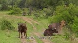 大象踢了野牛一脚，牛哥气急对着大象屁股顶上去，一声惨叫太响亮