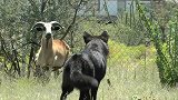当一只年轻的狼遇见一只学习狩猎的绵羊时，会发生什么？