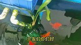 拍君子兰在金鱼缸里发根时，有兰友说拍一下你的金鱼，今天拍一拍