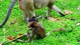 两只小猴子在一起玩耍的很开心，真可爱