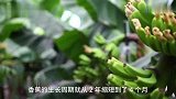 日本推出“香蕉”新品种，连皮带肉一起吃，你敢吃吗？