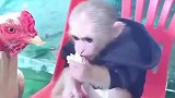 公鸡抢食，小猴子温柔阻止