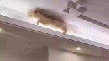 这是特意修的猫跑道吗，天然的鸡毛掸子