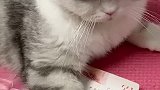 猫：私有财产，请勿乱动