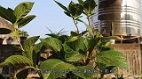 2种调色剂浇在盆里，绣球花花开绚丽，红蓝随心掌控