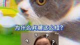 养了矮脚猫后才知道，它是这样喝水的，真是太可爱了