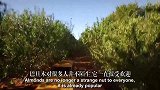 澳大利亚农民采收坚果巴旦木，流水线加工成甜香杏仁