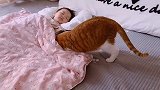 这只橘猫一不小心变成了孩子的安抚玩偶