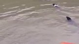 四个小猪跳水，销魂四连跳