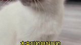 原来叫声也可以传染的，如何把它拐回来呢