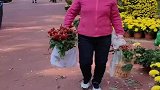 老人组团推车搬走公园菊花，公园个人行为已经在制止