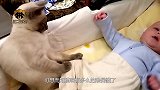 猫咪第一次见到出生宝宝，眼神里满满的宠爱，太暖心了