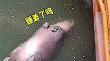 这河马四脚朝天睡着了吗