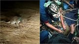 印度一豹子头被卡在塑料罐中 救援人员花两天搜救
