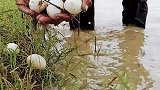 惊河里捞出大量鸭蛋，让你意想不到