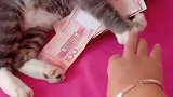 猫不许拿，这可是我买猫粮的钱呢！