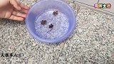 八角在白醋中泡一泡，真是太厉害了，早知道就好了