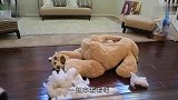泰迪熊“复活”之后，做出了如此荒唐的事情女朋友吓得夺门而出