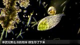 生存了5亿年的物种 耐高温寒冷辐射！科学家想把它送上火星