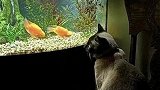 国外铲屎官发现猫咪爱看鱼，花2500美元为猫咪定制专属观景鱼缸