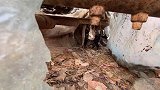 车子上没看到奶牛猫，准备钻窗户
