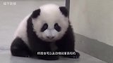 老外求合影，熊猫一脸嫌弃，结果来了一位美女，画风瞬间转变