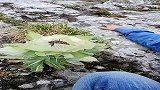 让你们见识下海拔4000米上面的雪莲花，这一幕真是太难得了