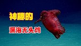 最神秘的几种海洋生物，只存在于深海之中，最后一个神似无头鸡
