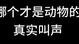 哪个才是动物的真实叫声啊？请选择！