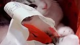 猫：还是垃圾桶里好玩，啥都有！