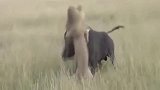 一头千斤重的水牛，遭雄狮单枪匹马猎杀，牛奋力抵抗直接将其怼翻