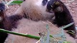 熊猫的日常，听到营业结束后秒下班