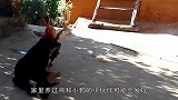 为何要说“鸡犬不宁”？它们之间有这么大恩怨，惊奇一幕！