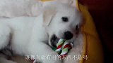 狗会朝着一个方向狂叫，但人却看不见有东西，今天终于弄明白了