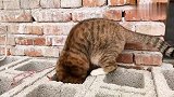 农村猫咪一根筷子都玩得这么开心