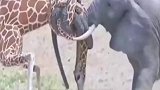长颈鹿大象争夺战，你认为谁会赢