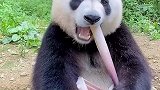 国宝果然不一般，吃笋只吃中间的芯