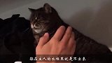 猫咪不让小主人碰，拒绝的方式太宠爱了，镜头记录全过程