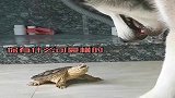 二哈：在我眼里区区一只小乌龟还入不了我眼，你有什么可豪横的！