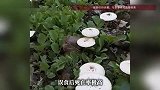 “只是煲个汤，差点要了命”男子误采毒蘑菇进ICU，医生：50g可致死