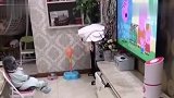 猫：哈哥就是牛啊，不拆沙发开始拆地基了