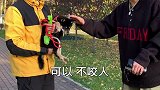 柴犬|这个小柴犬真的是天生的表情包萌宠出道计划萌宠表情包大赏