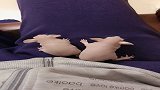 刚出生的烤乳猪