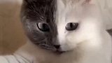 长着一张黑白脸的可爱小猫咪！